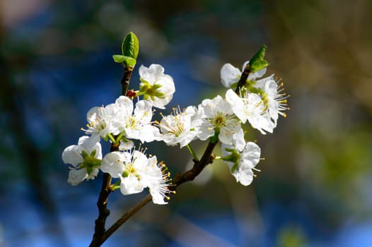 Fresh white spring blossom and unopened buds on the branch of a tree outdoors in sunlight