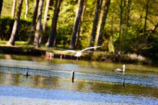 Waterbird flying away from the camera low over the water of a tranquil lake towards woodland or forest trees on the shoreline