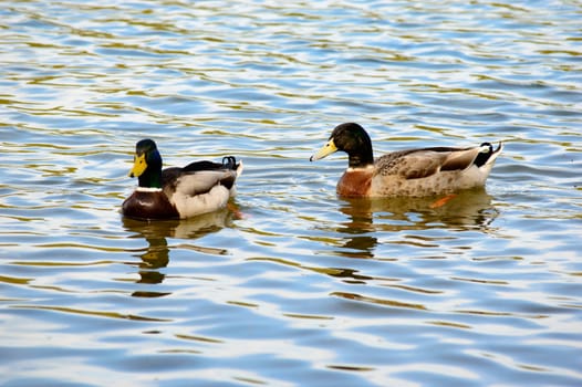 Pair of mallard ducks swimming in a lake with rippling sunlight reflections on the surface of the water and copy space