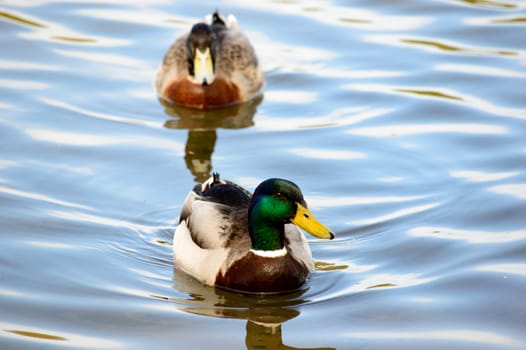 Close up on a pair of swimming mallard ducks approaching the camera in the calm water of a lake, with copy space