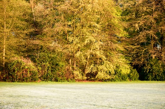 Early morning autumn season background scene of low cut grass near yellow leafed trees in forest with copy space below