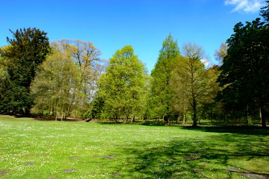 Fresh green spring foliage on trees in a park surrounding a lawn or meadow under a clear sunny blue sky in a scenic seasonal landscape