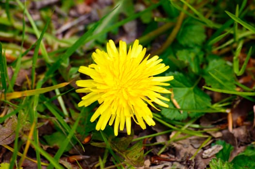 Yellow spring dandelion, or Taraxacum, growing in a meadow viewed from close up overhead