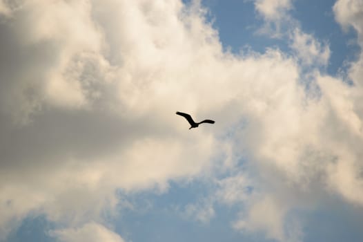 Single large bird flying in blue sky filled with scattered white clouds and copy space