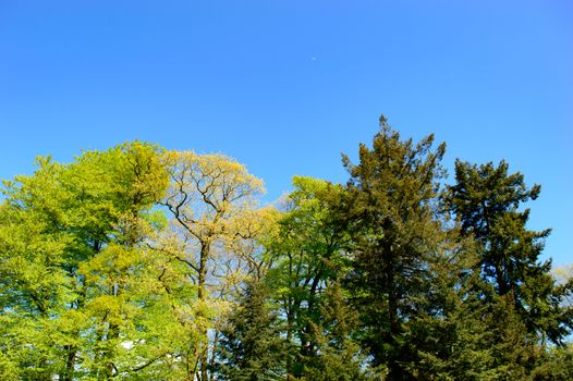 Fresh green spring trees with new seasonal foliage against a sunny blue sky together with coniferous evergreens in a rural park