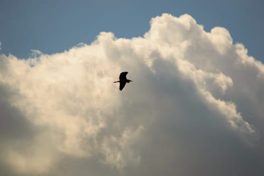 Silhouette of a bird flying across a towering white cumulus cloud formation in a clear sunny blue sky