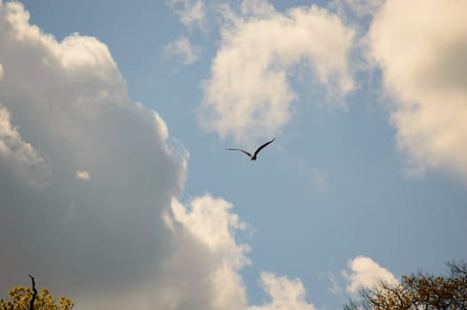 Single large bird with wings in the shape of the letter v as it flies in blue sky filled with scattered white clouds and copy space