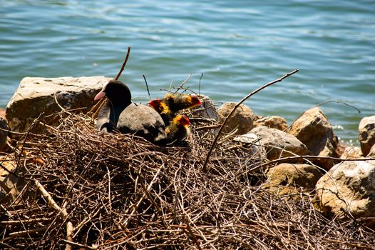 Moorhen with chicks nesting on a nest of twigs alongside rocks and water sitting with her tail to the camera