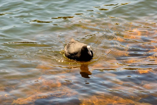 Moorhen swimming in shallow rippling water in a lake approaching the camera, with copy space