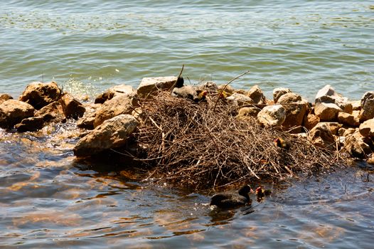 Pair of moorhens with chicks at their nest of twigs built alongside rocks on the water of a calm lake