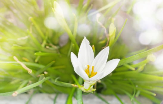 White flowers Zephyranthes Lily or Rain Lily with romantic soft mood and blank space area for background, closeup little witches or rain lily flowers in dreamy bokeh