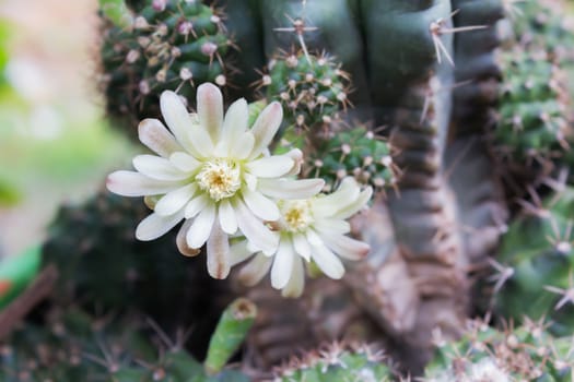 Cactus flowers on tree in soft mood,Mila or closeup cactus flower and blank space area for background