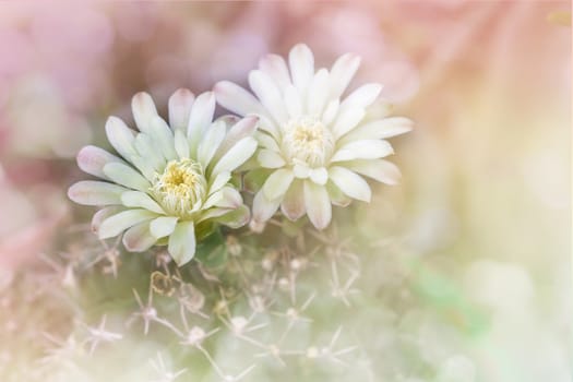 Cactus flowers on tree in soft romantic pink yellow pastel bokeh,Mila or closeup cactus flower and blank space area for nature dreamy background