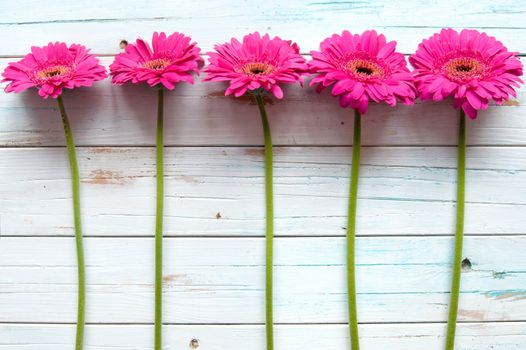 Pink daisies on a wooden background with space