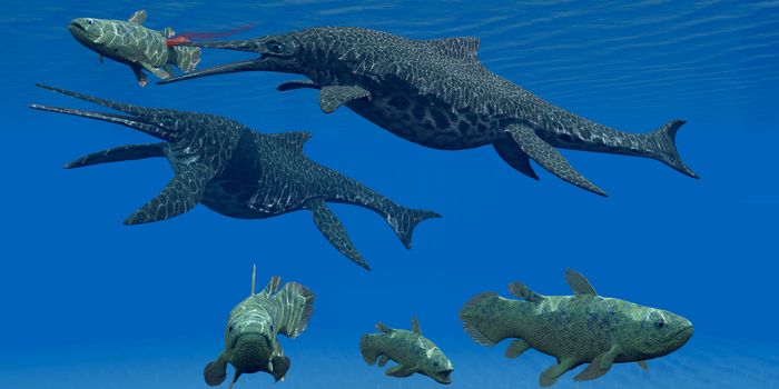 A Coelacanth fish becomes prey for a Shonisaurus Ichthyosaur marine reptile during the Triassic Period.