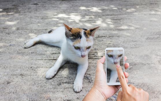 Hands with finger press or touch  on smart phone screen or mobile phone shooting photo white cat on cement floor, hand recording video or take a photo white cat via smartphone