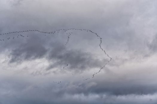 Migratory birds in front of a cloudy sky