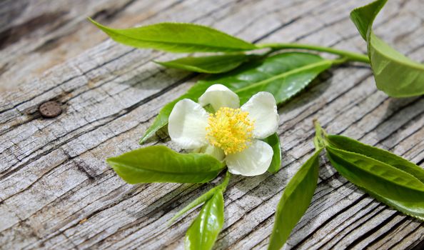 Tea leaf and tea flower on wooden background, pure white flowers so nice