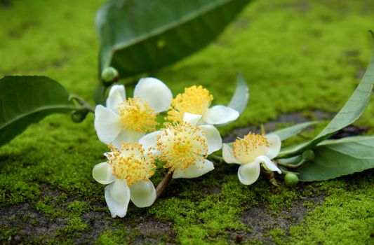 Tea leaf and tea flower on green background, abstract green moss from nature, pure white flowers so nice