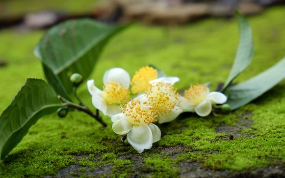 Tea leaf and tea flower on green background, abstract green moss from nature, pure white flowers so nice