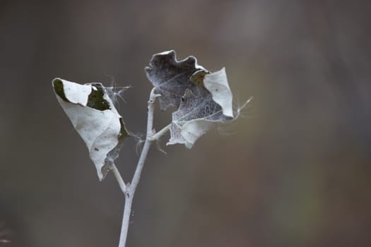 the last dry black and grey autumn leaves