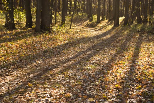 autumn forest, yellow, red, orange leaves, sunny day