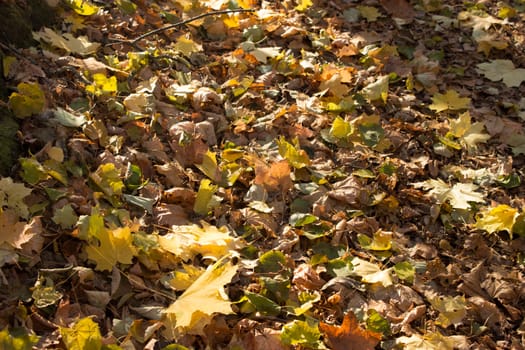 yellow autumn leaves on the ground, abstract background