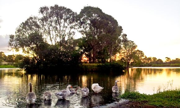 View of lake with ducks and tree