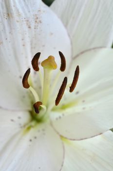 Close up of stamen and pistil of Lily flower