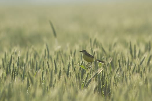 wild bird in natural habitat, nature series