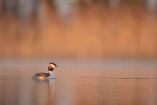 wild bird in natural habitat, nature series