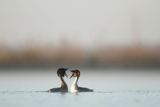 wild bird in natural habitat, nature series