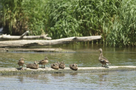 many birds in their natural habitat, nature series