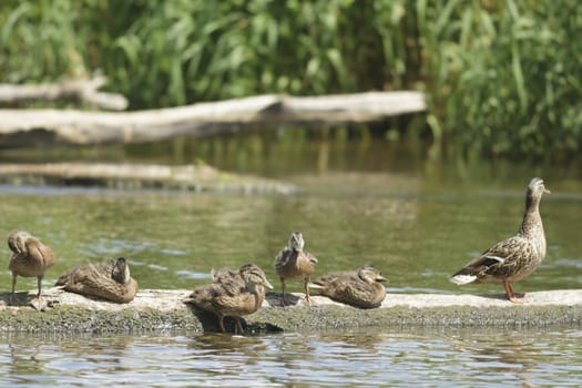 many birds in their natural habitat, nature series