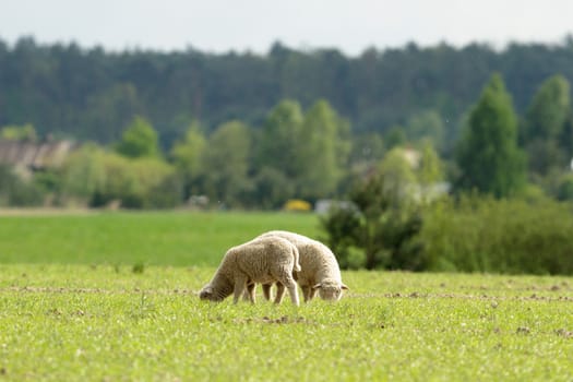 agricultural field, nature and agriculture farming series