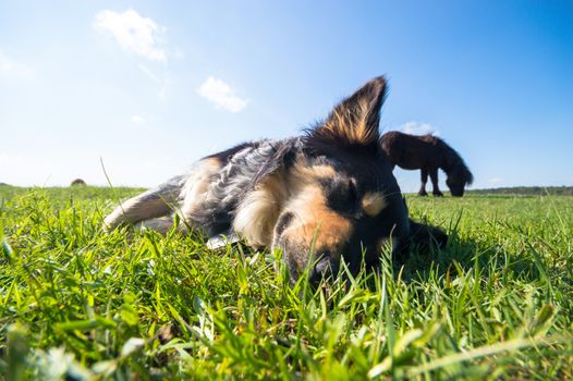 funny dog in sunny day, animals series