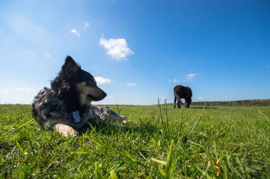 funny dog in sunny day, animals series