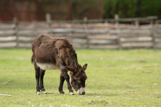 donkey in a field  in sunny day, nature series