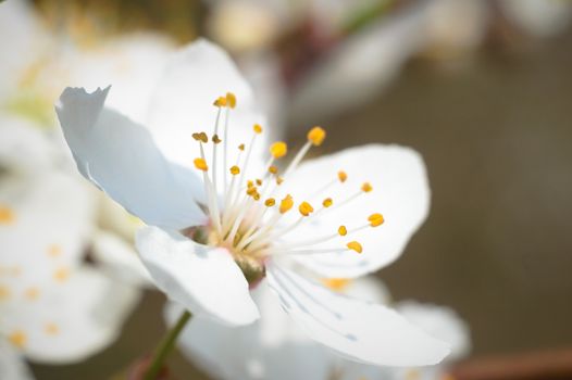flowers as a colorful background, macro photo, nature series
