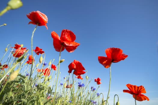 flowers as a colorful background, macro photo, nature series