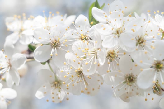 flowers as a colorful background, macro photo, nature series