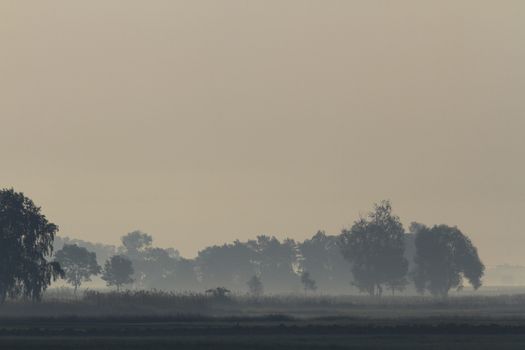 morning fog over a meadow, nature series