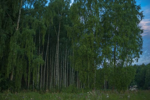 landscape of young grey forest with green trees, nature series