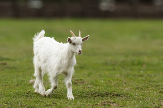 goat on summer pasture, nature series