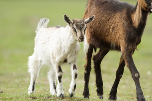 goat on summer pasture, nature series