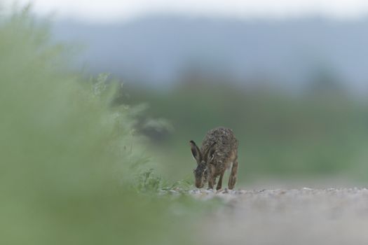 cute grey hare standing on the grass, nature series