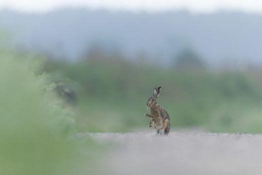 cute grey hare standing on the grass, nature series