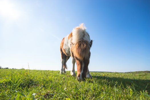 horse in a field, farm animals, nature series