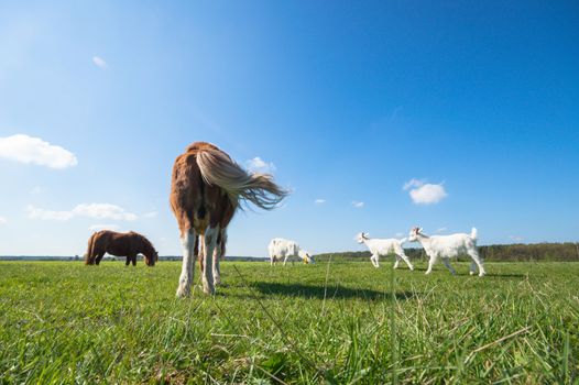horse in a field, farm animals, nature series