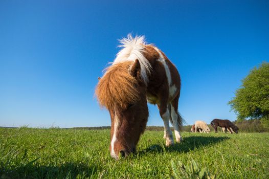 horse in a field, farm animals, nature series